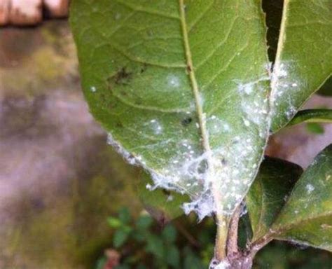 桂花蟲害|苗木病蟲防治：桂花的三種常見病害及防治方法